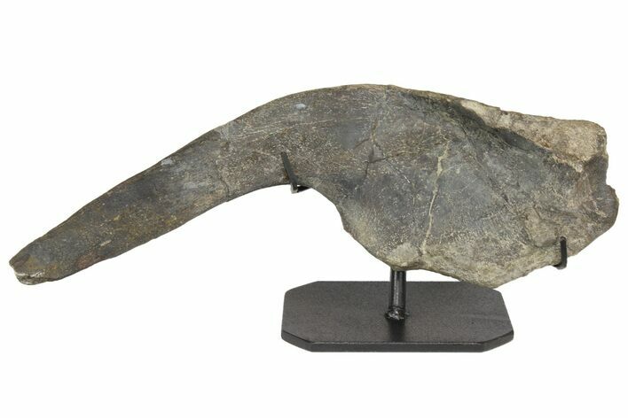Hadrosaur (Hypacrosaur) Left Ilium with Metal Stand - Montana #165945